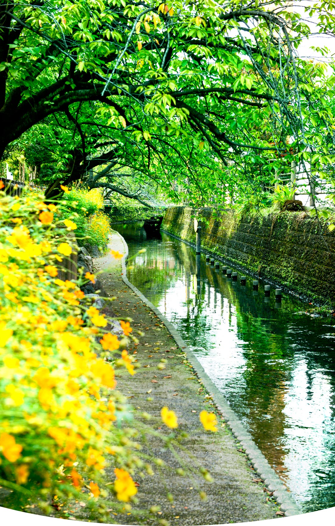 庭木の里親マッチングtrees